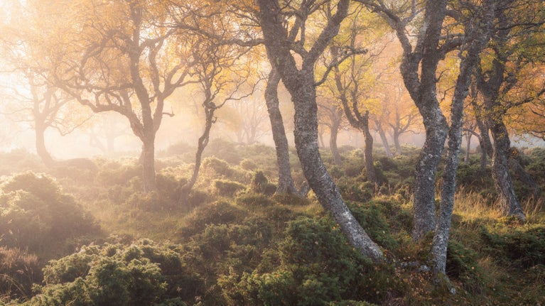 Trees in warm colours backlit by the sun amongst lots of green vegetation